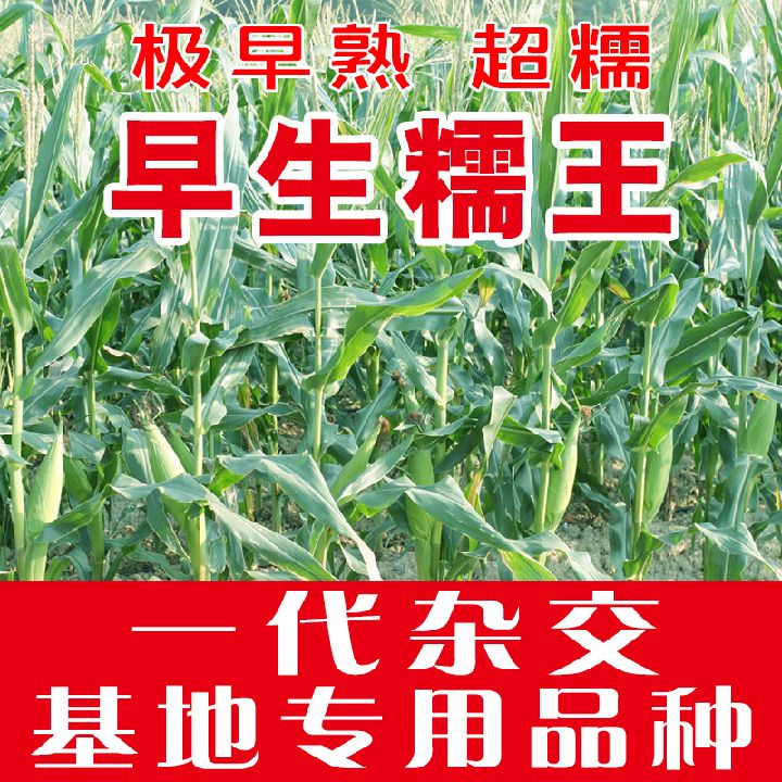 早生糯王808