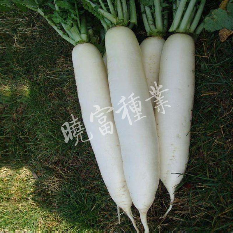 白玉满堂（白萝卜）