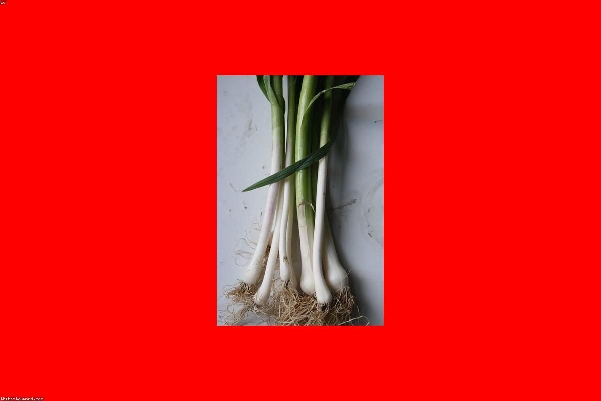 黑宝石（黑叶青梗菜）