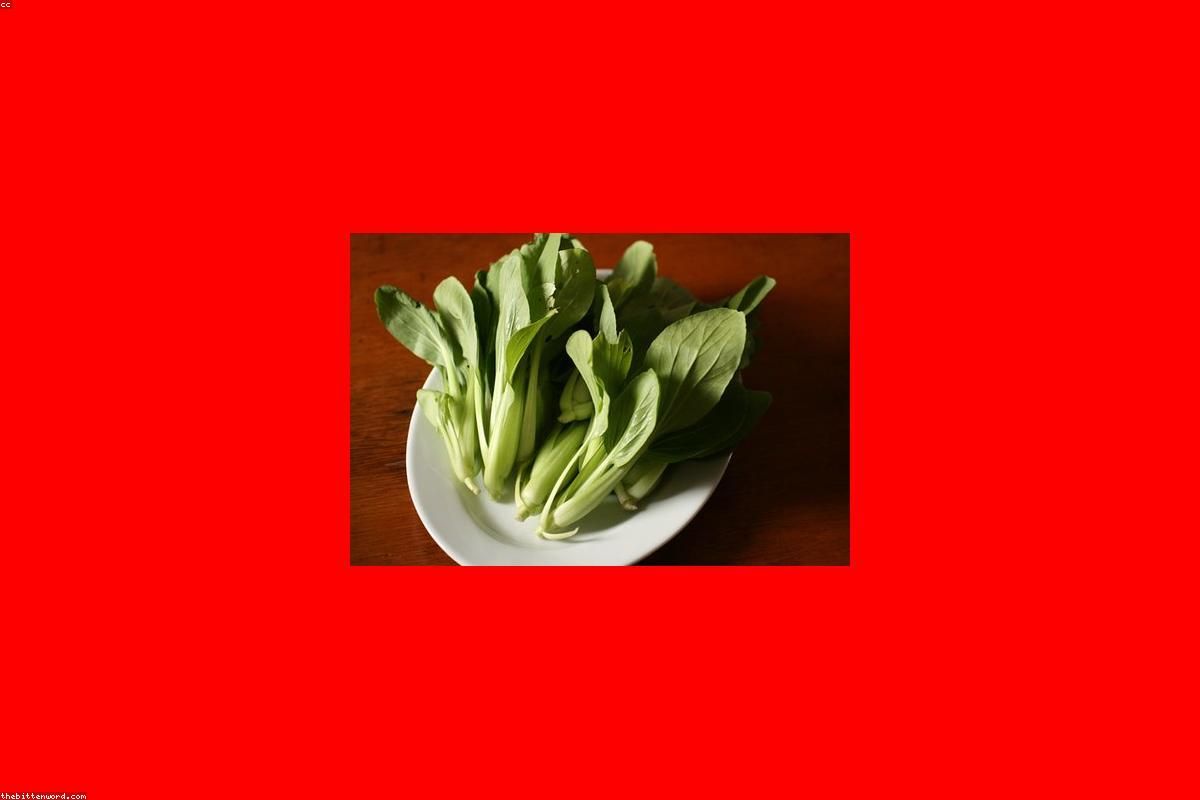 奶油青鸟 青梗菜代表图
